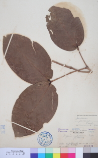 Specimen thumbnail